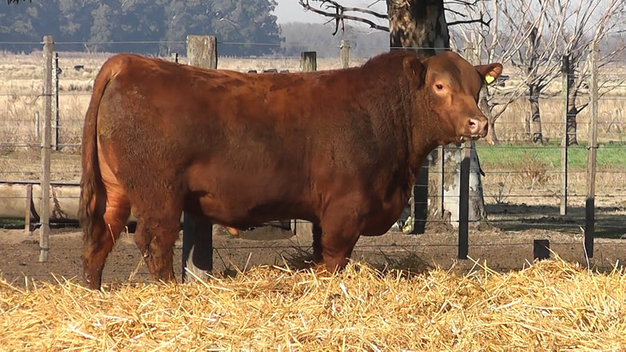 Lote TOROS PUROS POR CRUZA