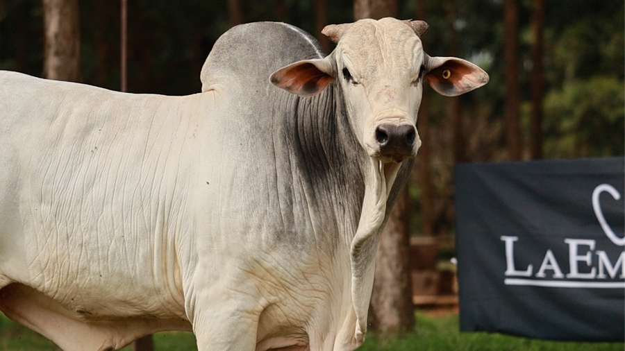 Lote LOTE 26