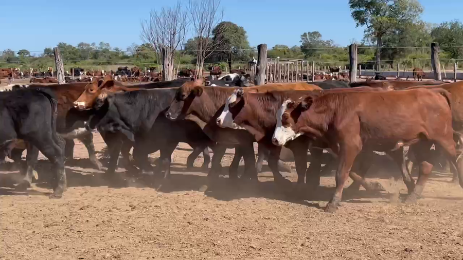 Lote 95 Novillitos en Ibarreta, Formosa