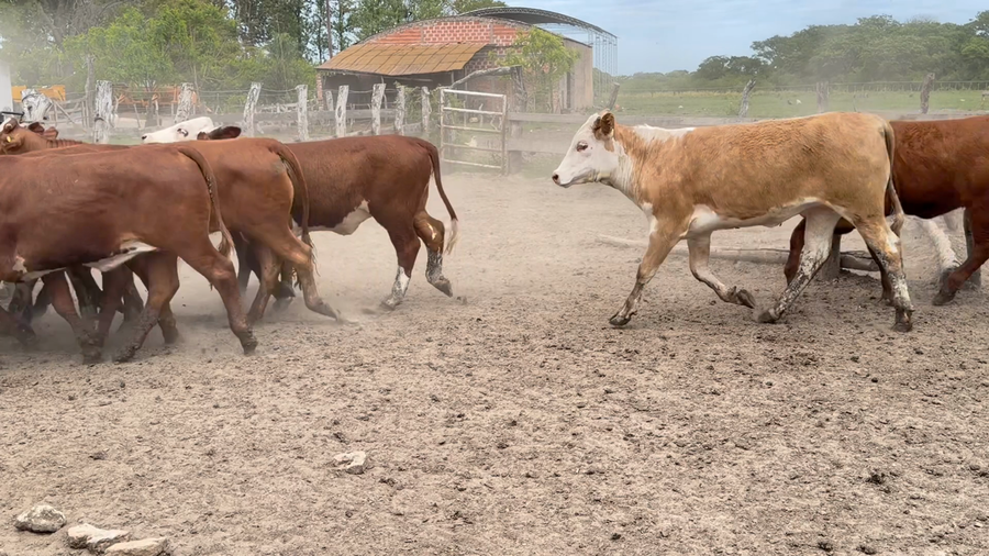 Lote 100 Terneras