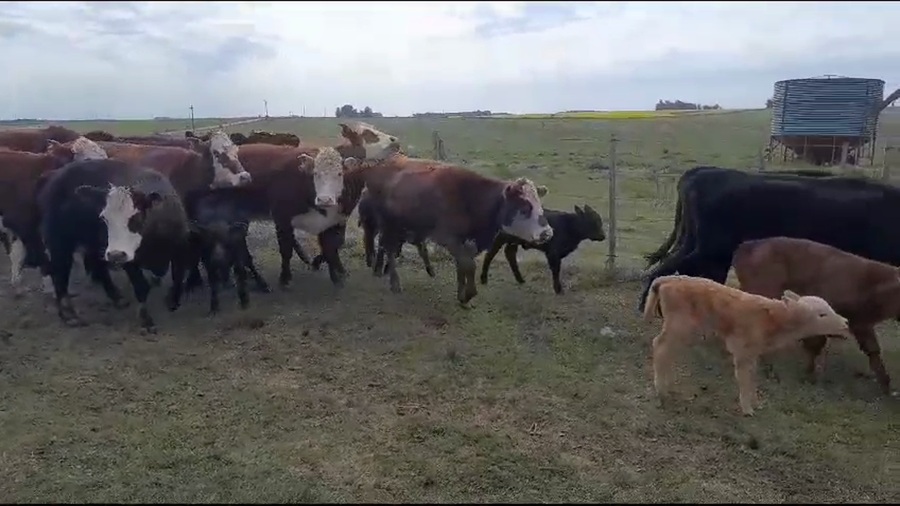 Lote 62 Piezas de cría a remate en Aniversario 115 Años - Camy en San Gregorio