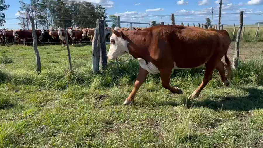 Lote 30 Vacas CUT con cría