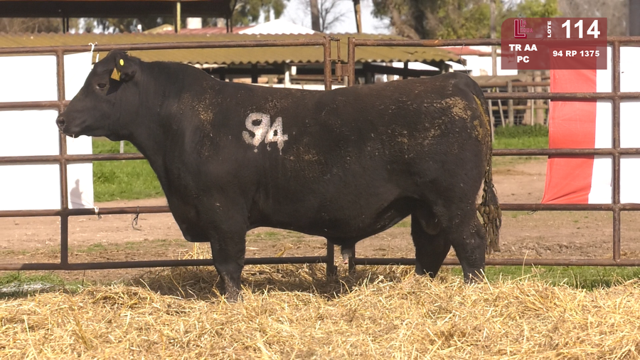 Lote TOROS ANGUS NEGROS  PC