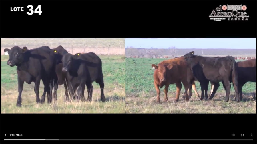 Lote 10 Vaquillonas Para Madre - Santa Anita, Entre Rios