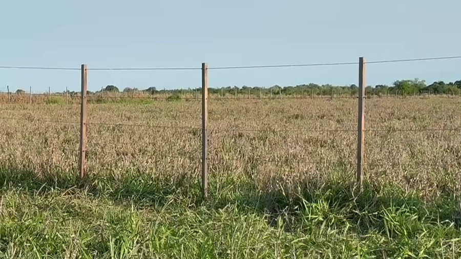 Lote 10 Terneras en Corrientes, Goya