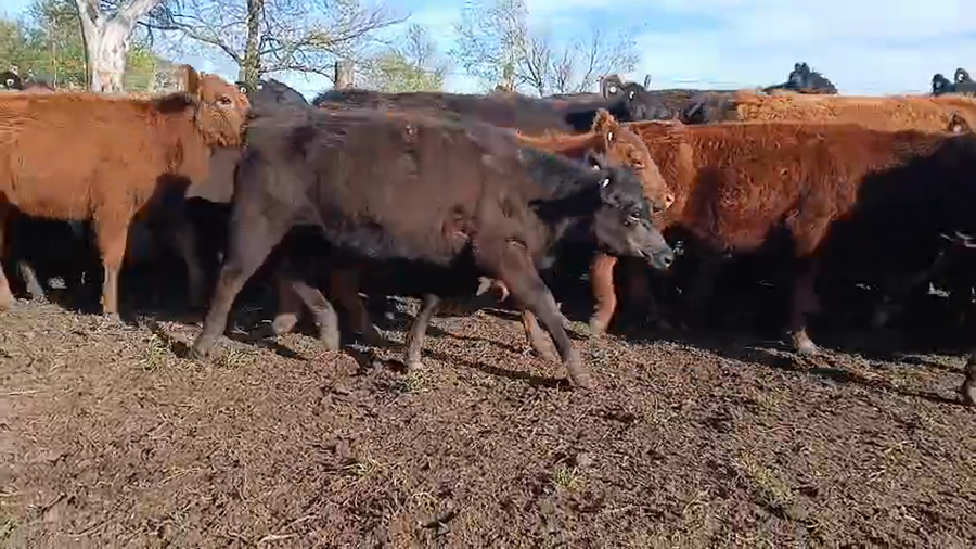 Lote 55 Terneras