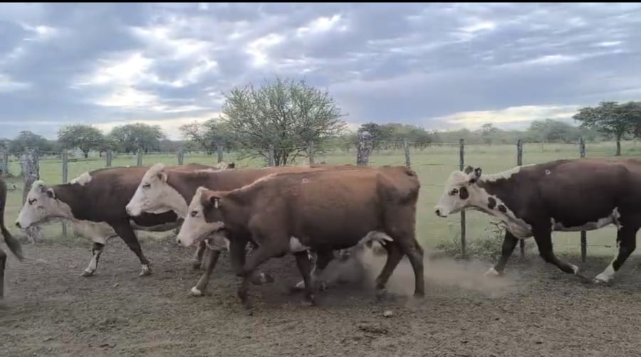 Lote 35 Vacas p/ invernar en Corrientes, Curuzú-Cuatiá