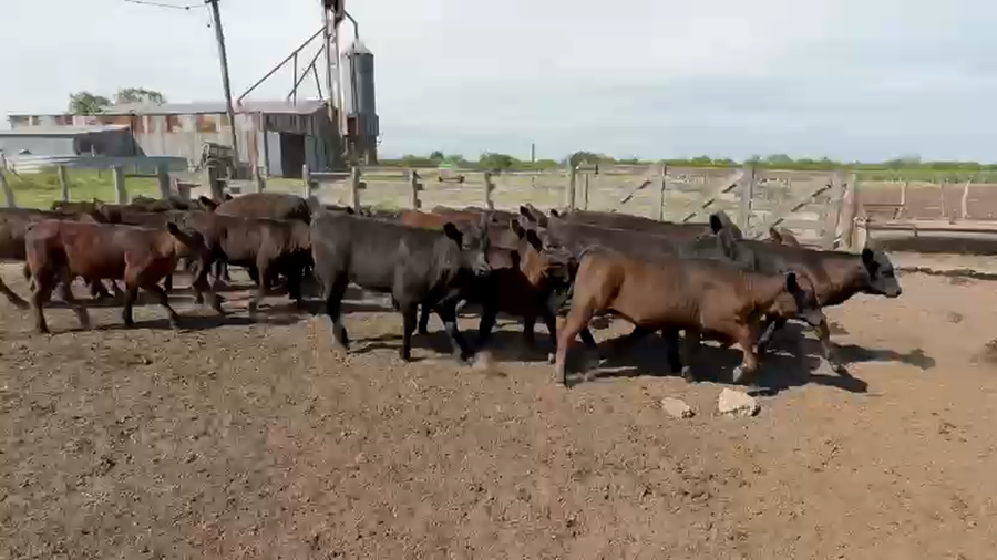Lote 70 Terneros a término