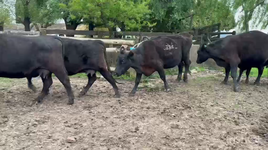 Lote 20 AL CTE CUT