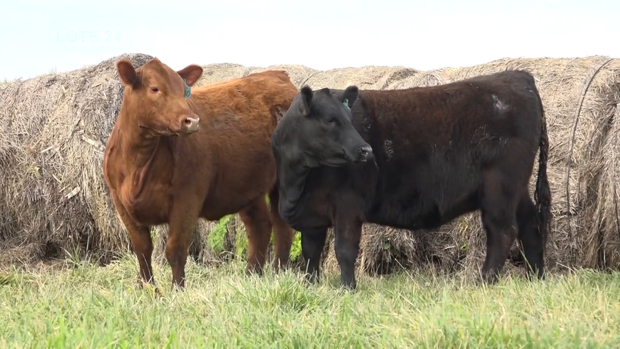 Lote HEMBRAS PEDIGREE