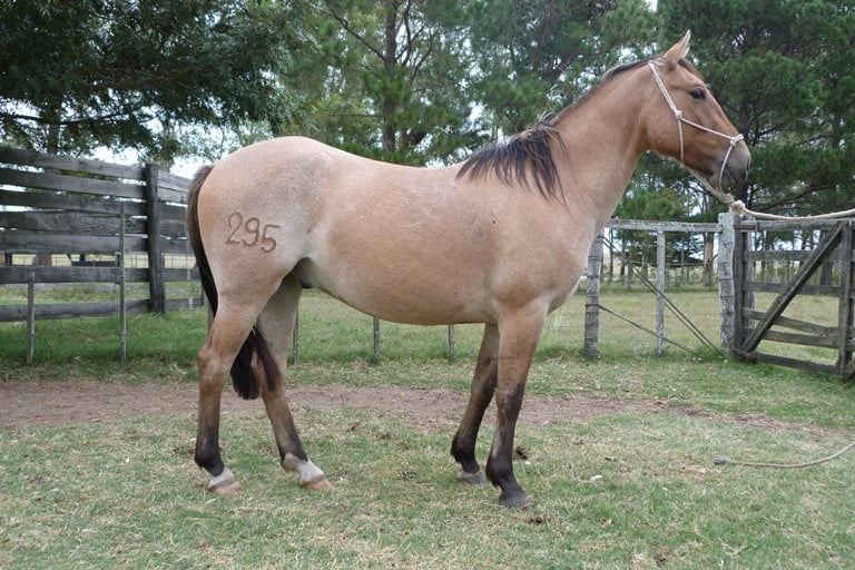 Lote LEGADO ESCONDIDO