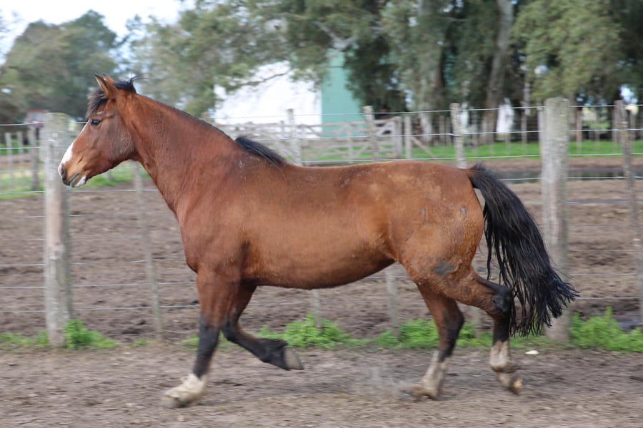 Lote TROPEZON BARRICA