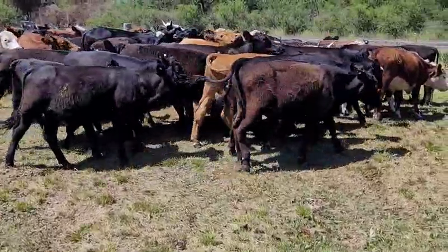 Lote 60 Novillitos y vaquillonas en Villaguay, Entre Ríos