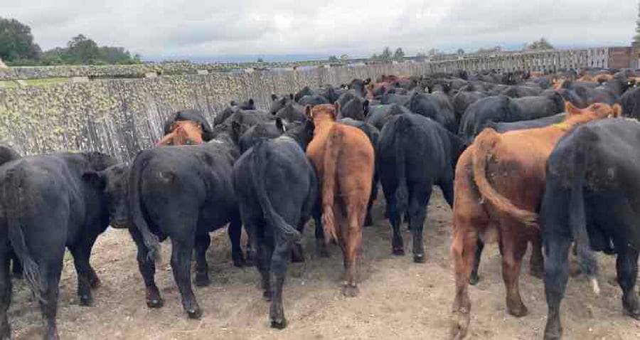 Lote 60 Ternero en Futrono, XIV Región Los Ríos