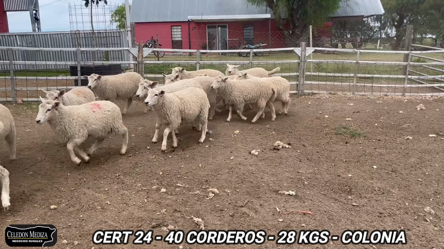 Lote 40 Corderos en Barker, Colonia