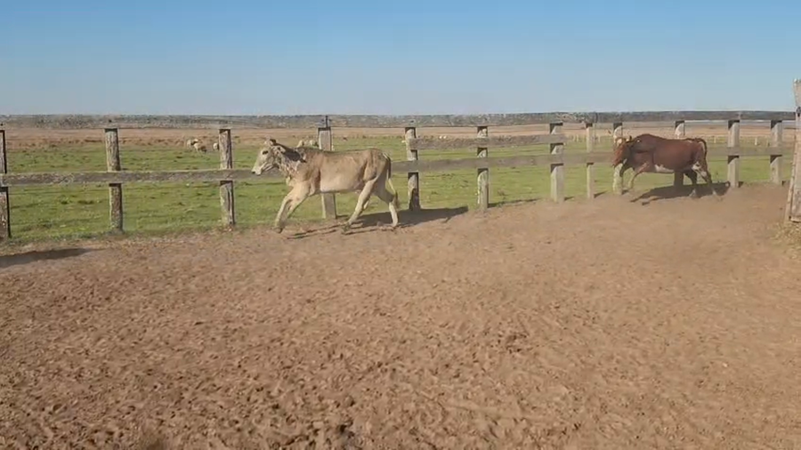 Lote 80 Vaquillonas