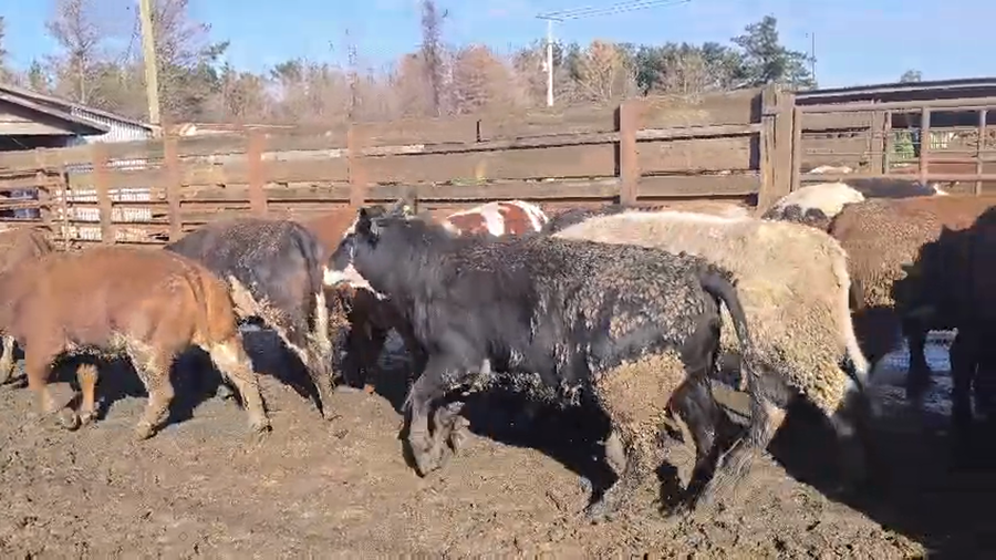 Lote 20 Vaquilla Gorda en Los Ángeles, VII Región Biobío