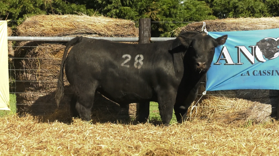 Lote TOROS ANGUS PURO CONTROLADO