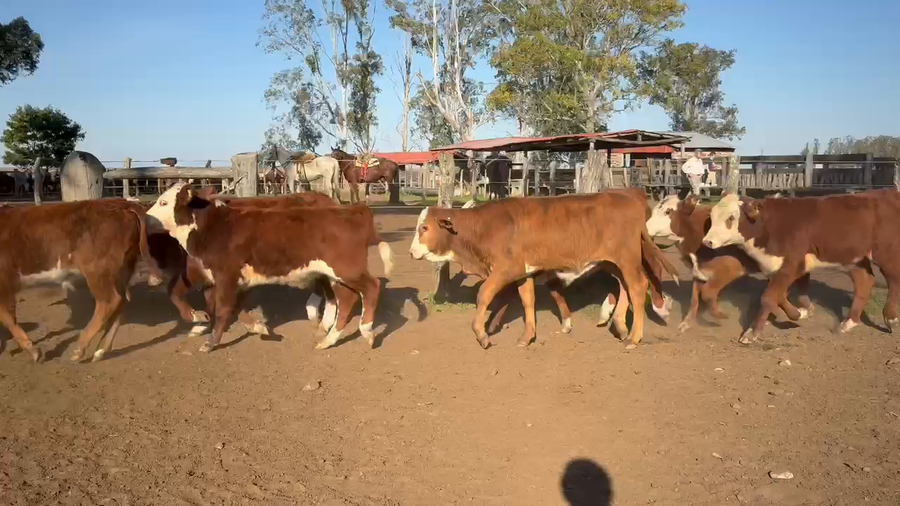 Lote 80 Terneros