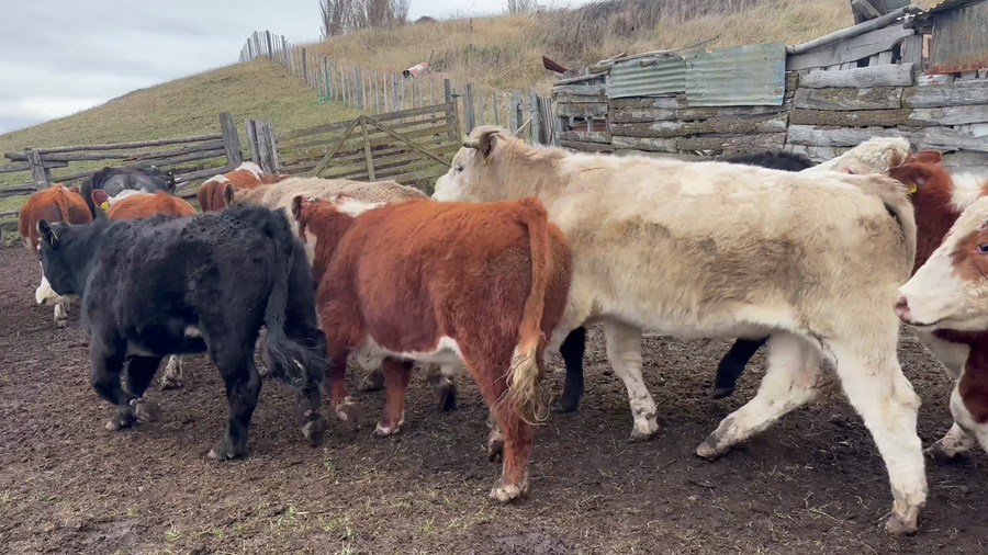 Lote 50 Novillo Engorda en Coyhaique, XI Región Aysén