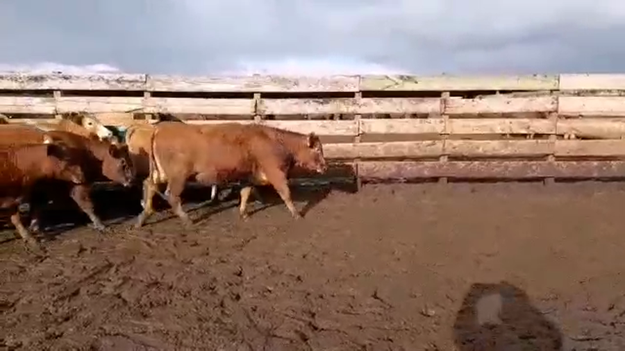 Lote 20 Vaquilla Gorda en Los Ángeles, VIII Región Biobío