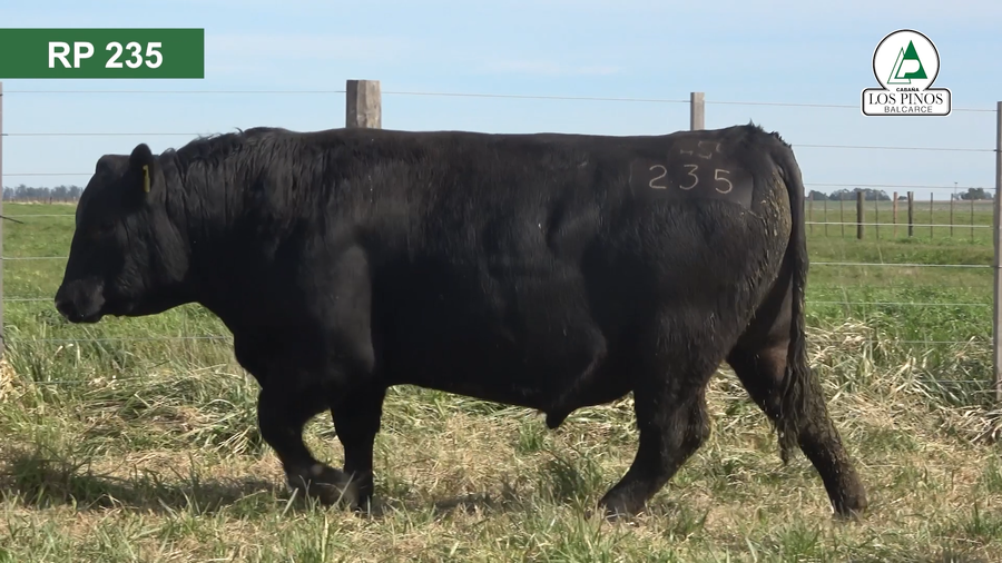 Lote 3 Toros ANGUS a remate en 40º Remate Anual - Cabaña Los Pinos en Balcarce