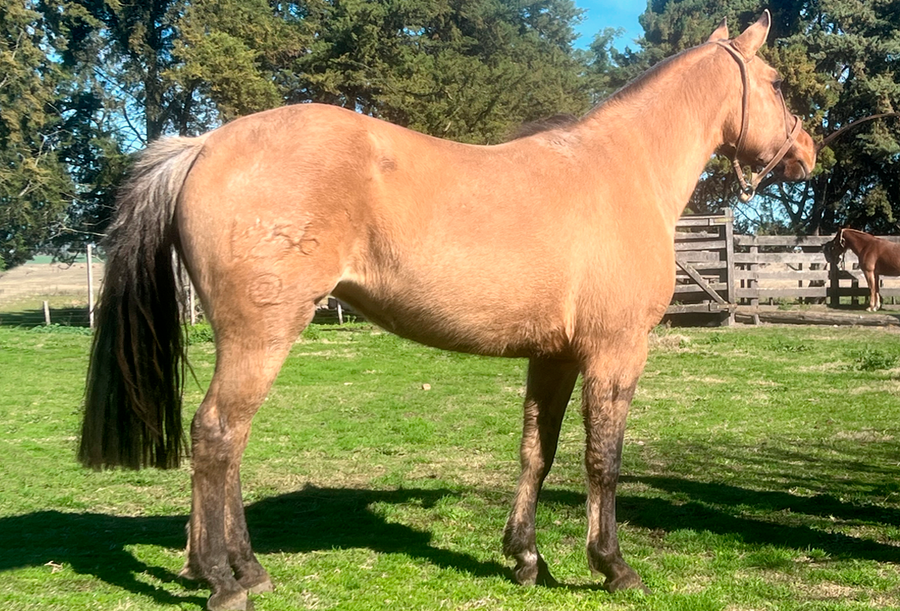 Lote DACOTA RUMBEADORA