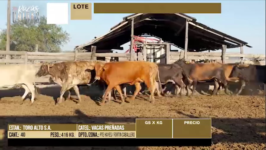 Lote LOTE 46 - 40 VACAS PREÑADAS