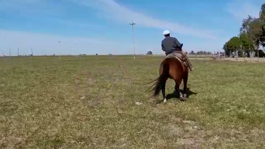 Lote (Vendido)Yegua CRIOLLO a remate en PANTALLA GARLAND en LARRAÑAGA
