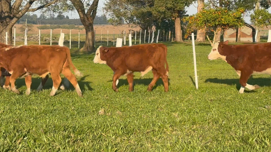 Lote 65 Terneros en Corrientes, Curuzu Cuatia