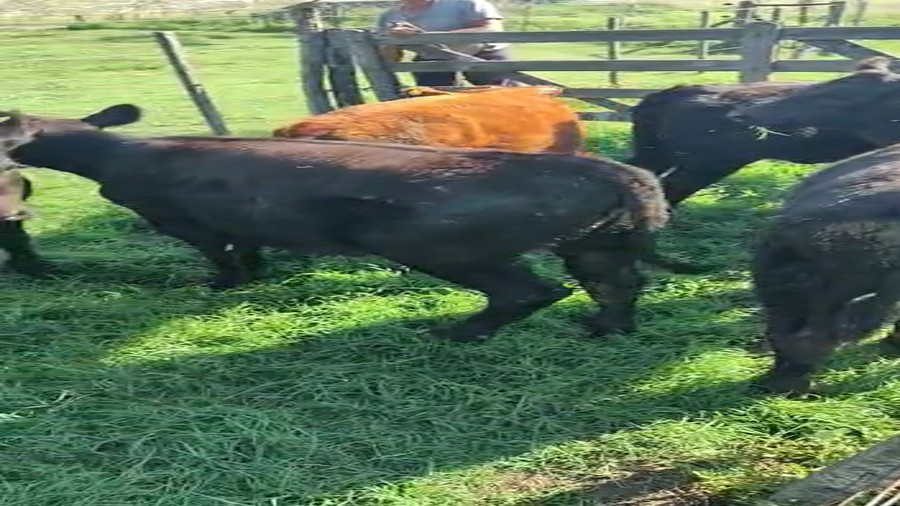 Lote 12 Terneros/as en Bolívar, Buenos Aires