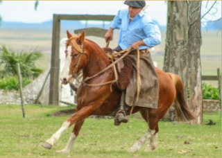 Lote ESTRELLITA DE LA LEGUA