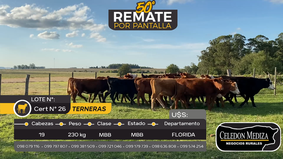 Lote 19 Terneras en Otra Localidad, Flores