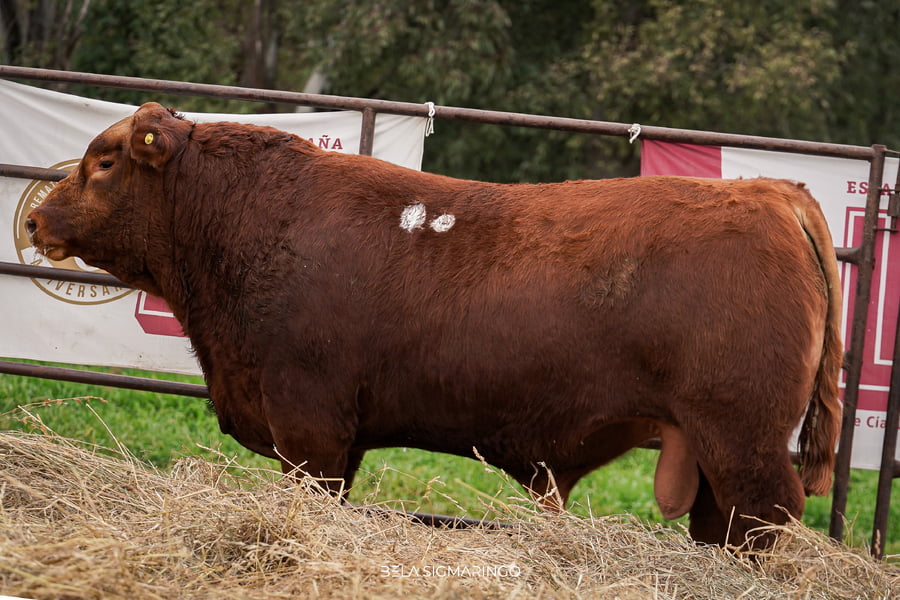 Lote TOROS ANGUS  PP