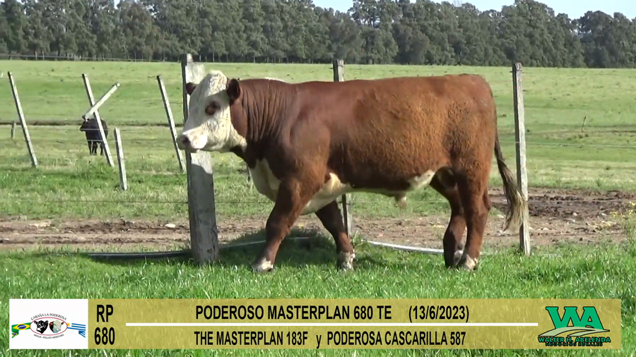 Lote Toros PI / PO / PC Hereford a remate en Cabaña La Poderosa, Florida