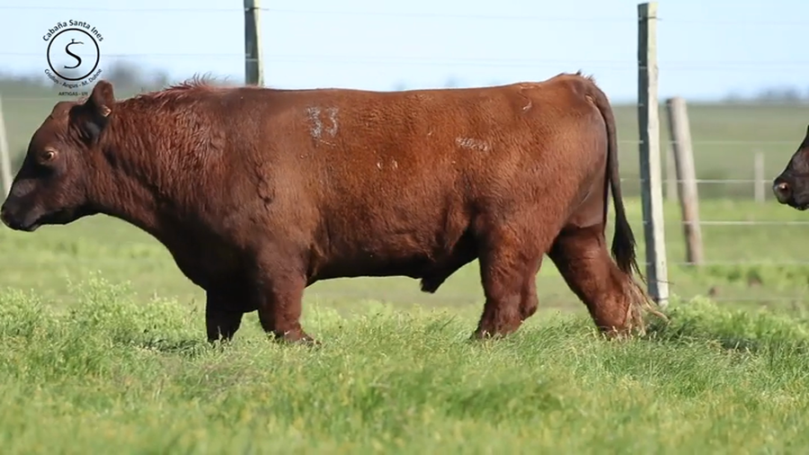 Lote 3 Toros PI / PO / PC a remate en Santa Ines, Artigas