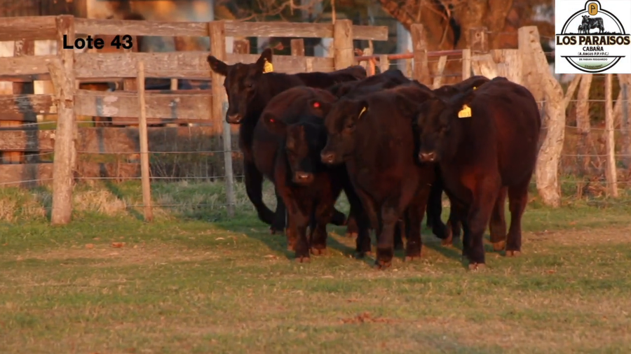 Lote VAQUILLONAS PARA SERVICIO “MAS” DE ""LOS PARAISOS"" DE REGGIARDO"