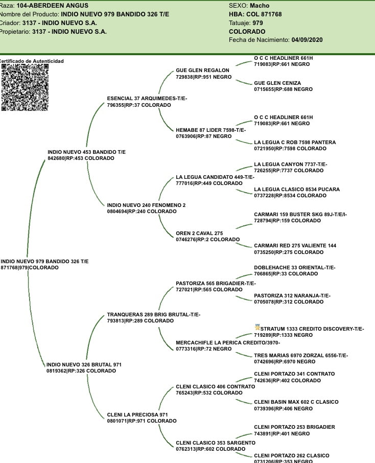 Lote "Toros ""SANTA ROSA"""