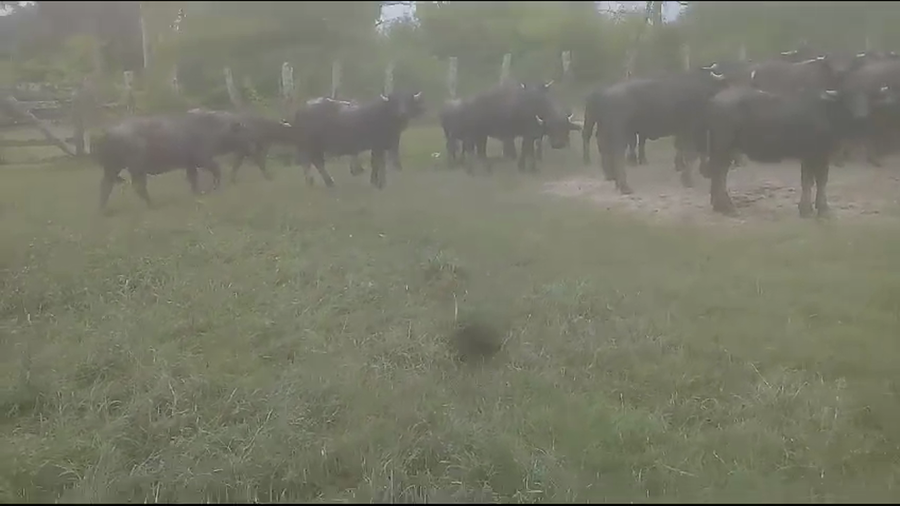 Lote 55 Búfalos