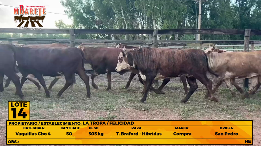 Lote LOTE 14