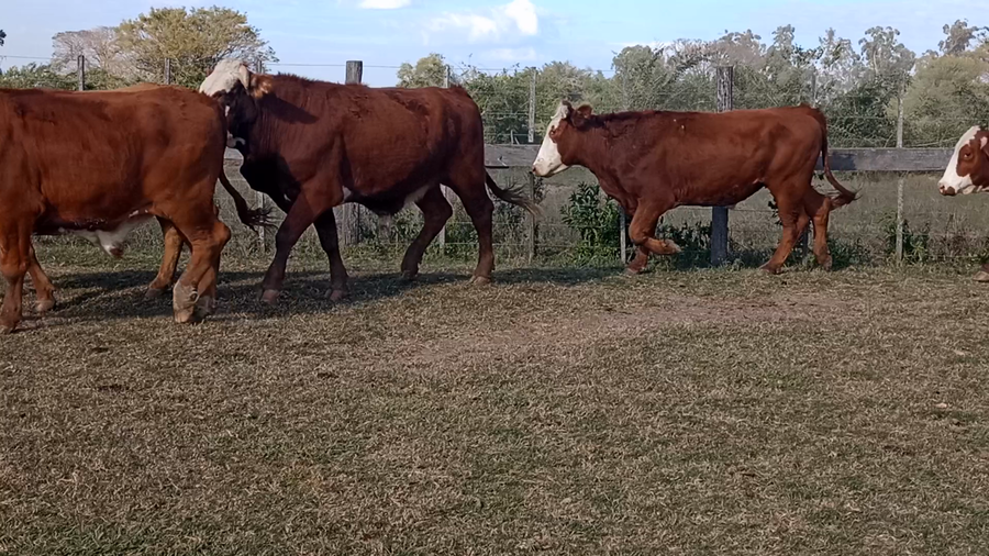 Lote 50 Novillos