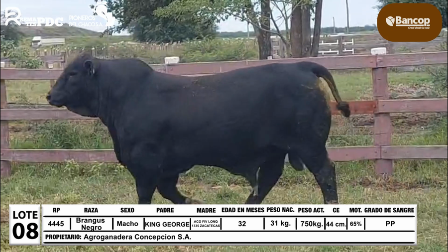 Lote Lote 8