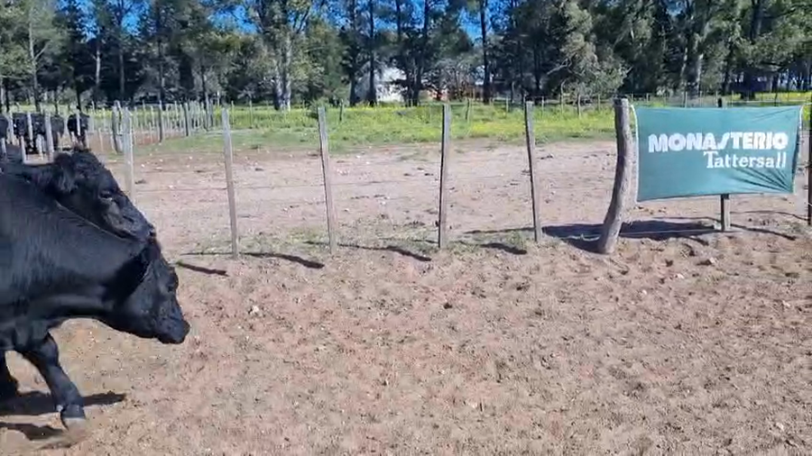 Lote 35 Novillitos EN UNANUE (LPPA)