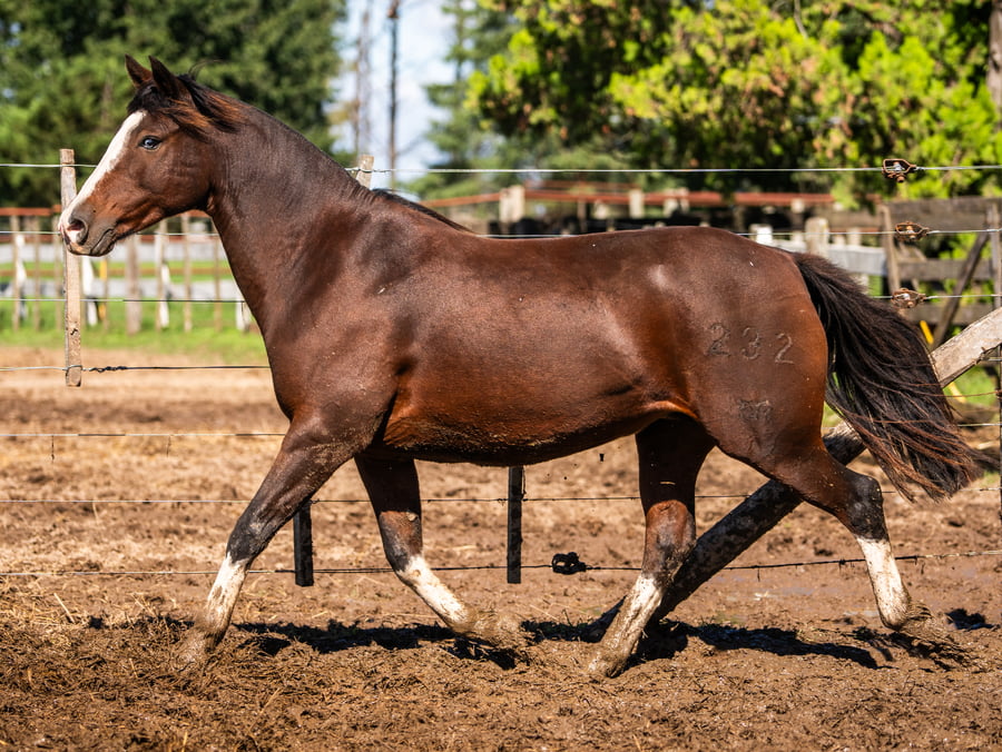 Lote CINCO-AR ANOMACIA