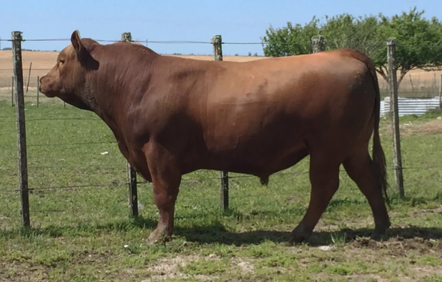 Lote Toros a remate en Cabaña Rebenque , Florida