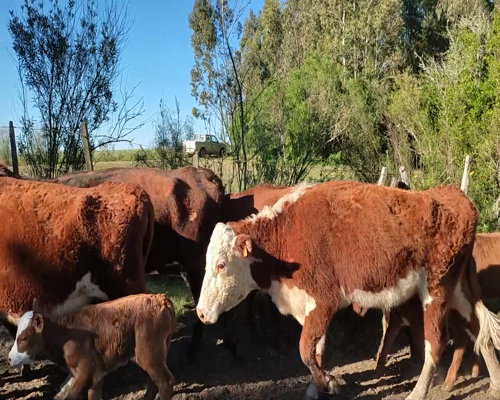 Lote (Vendido)8 Piezas de cría 2 HE,  1 HE X NO,  1 LI a remate en #11 Remate de Pantalla 385kg - , Colonia