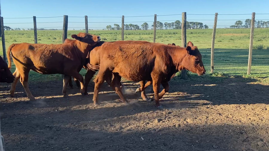 Lote 20 Vaquillonas en La Pampa, Eduardo Castex