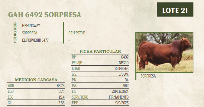Lote LOTE 21