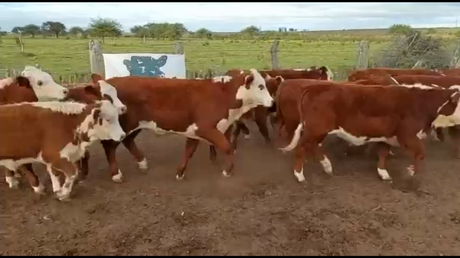 Lote 40 Terneros/as en Mte. Caseros, Corrientes