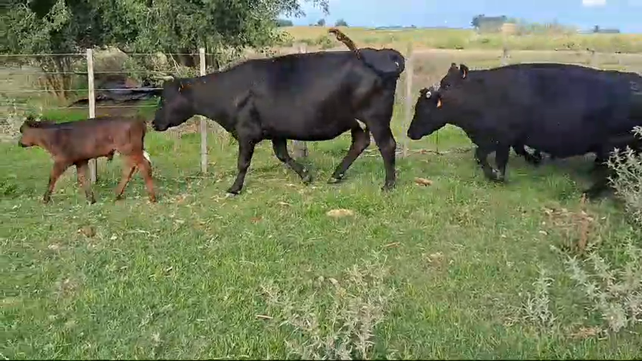 Lote 14 Piezas de cría Hereford y Angus a remate en Pantalla Camy 360kg -  en Cerro de San Jose